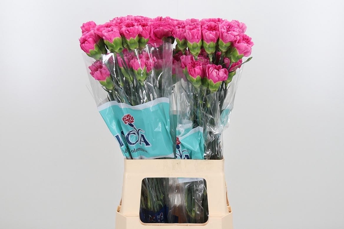 <h4>Di St Mozart</h4>