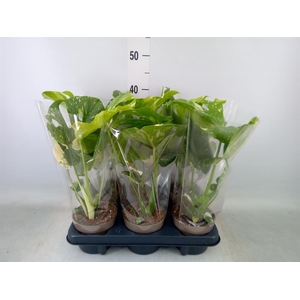 Monstera delic. 'Thai Constellatio'