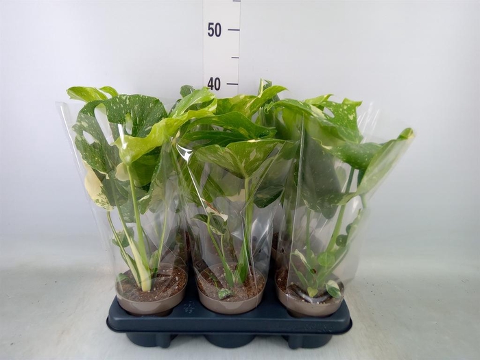 <h4>Monstera delic. 'Thai Constellatio'</h4>