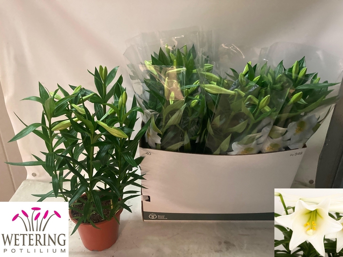 <h4>arr8 Lil Lo Miracle</h4>