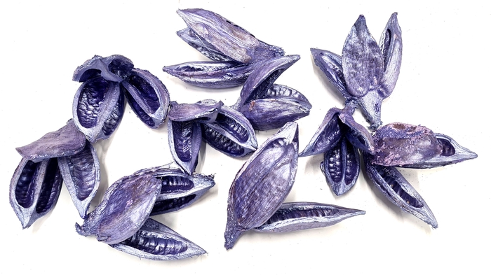Sororoca penca flower 10pcs in poly Pearl Purple