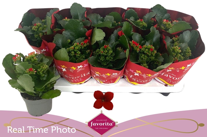 <h4>KAL EN LIPSTICK</h4>