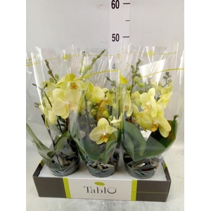 Phalaenopsis   ...yellow