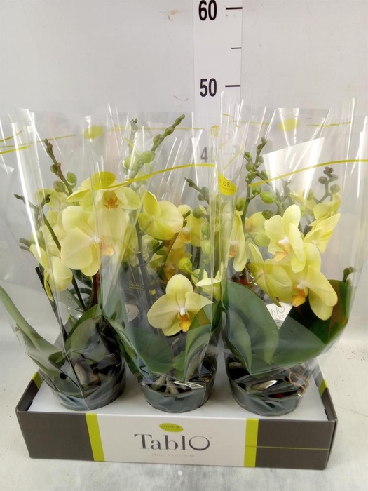 <h4>Phalaenopsis   ...yellow</h4>