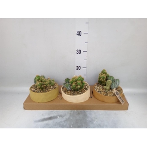 Arr.  Cactus L%