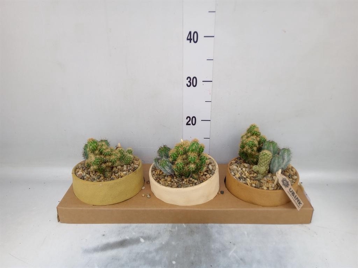 <h4>Arr. Cactus L%</h4>