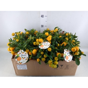 Arr.   Tuinplanten H%