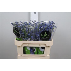 Delph En Be Andes Azur