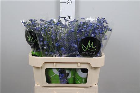 <h4>Delph En Be Andes Azur</h4>