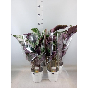 Calathea  'Fusion White'