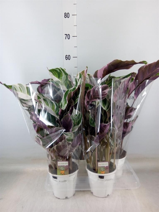 <h4>Calathea  'Fusion White'</h4>