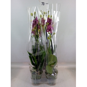 Phalaenopsis  'Wildcat'