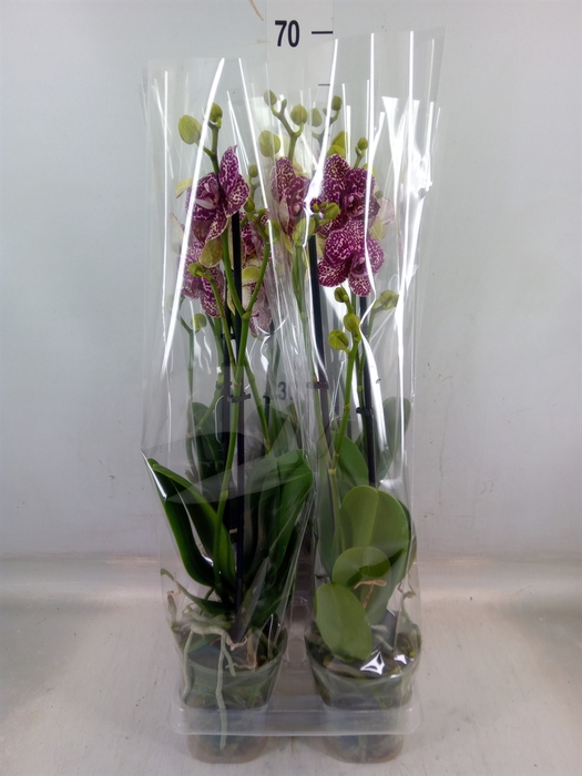 <h4>Phalaenopsis  'Wildcat'</h4>