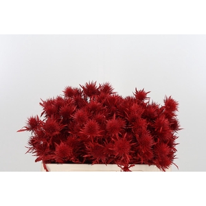 Eryn Supernova Kl Bh Rood