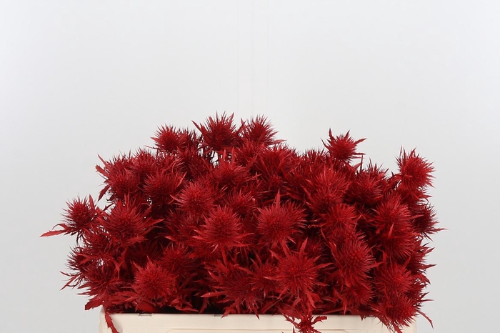 <h4>Eryn Supernova Kl Bh Rood</h4>