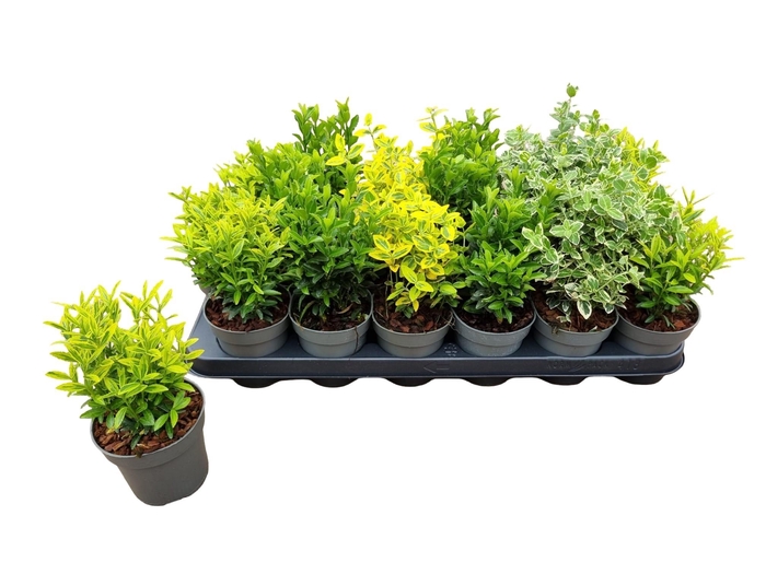 <h4>EUONYMUS JAP GEM</h4>