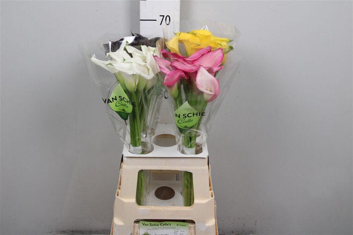 <h4>Zanted Gem In Fust</h4>