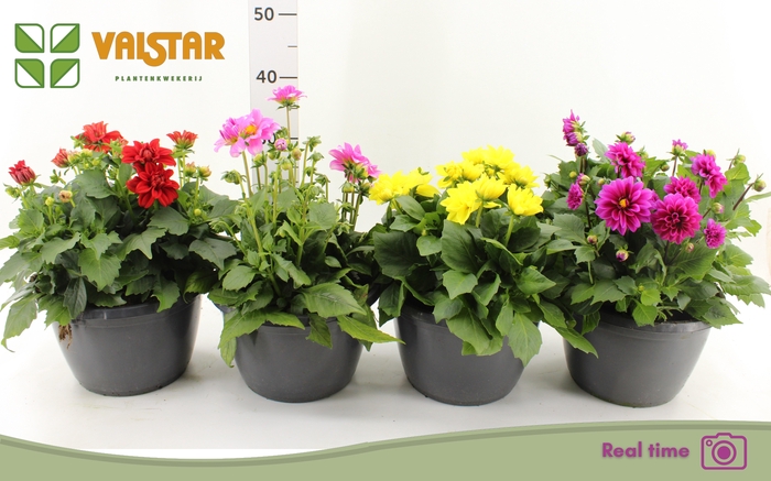 <h4>DAHL L ME GEM</h4>