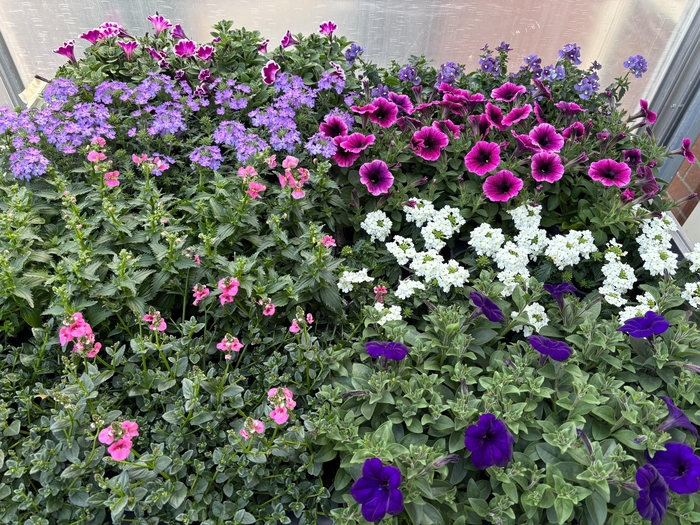 <h4>PERKPL MIXK</h4>