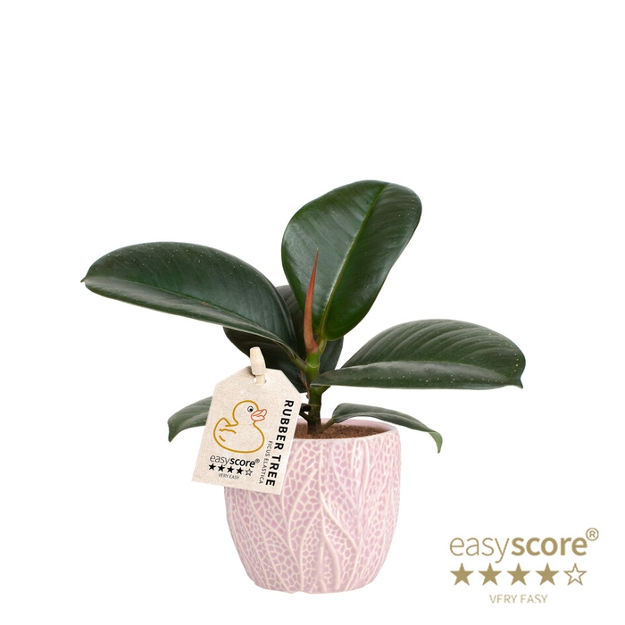 FICUS ELASTICA P7
