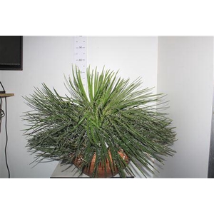 Agave Geminiflora In Terracotta Pot 45 Cm