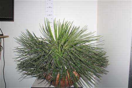 Agave Geminiflora In Terracotta Pot 45 Cm