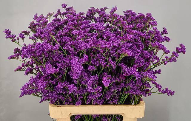 <h4>LIM SIN KANSAS BLUE</h4>