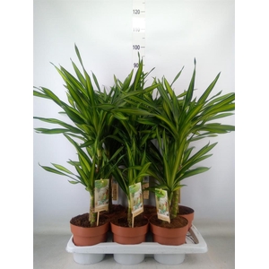 Dracaena frag. 'Riki'