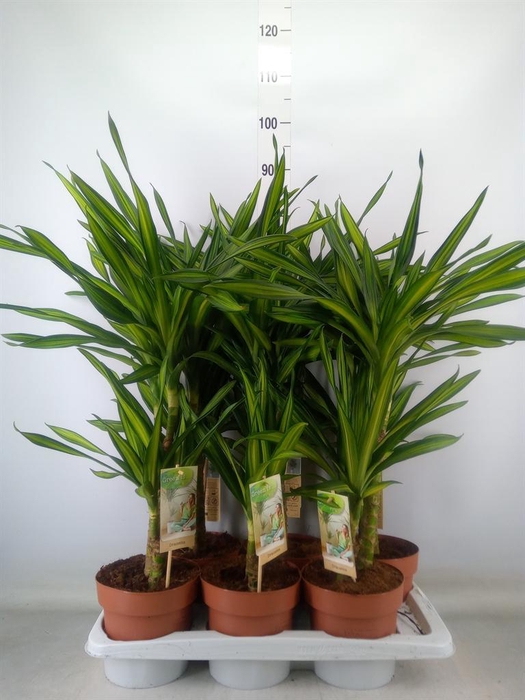 <h4>Dracaena frag. 'Riki'</h4>