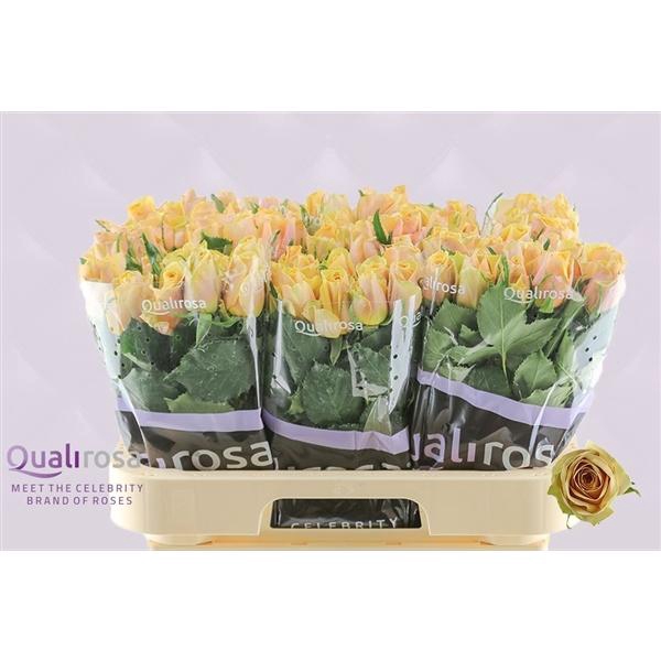 <h4>R Gr Golden Mustard</h4>