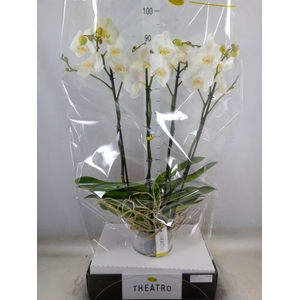Phalaenopsis   ...white