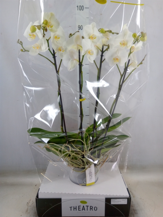<h4>Phalaenopsis   ...white</h4>