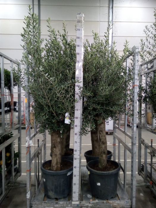 <h4>Olea europaea</h4>