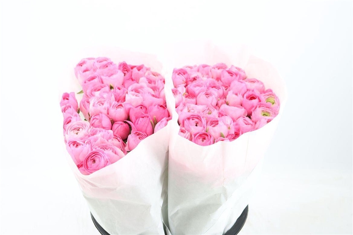 <h4>Ran Elegance Pink</h4>