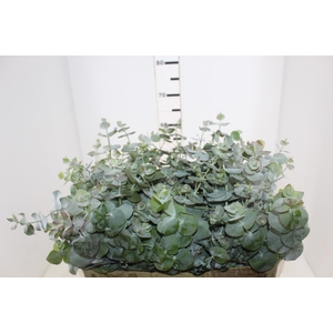 FOLHAGEM EUCAFLOR 070 CM