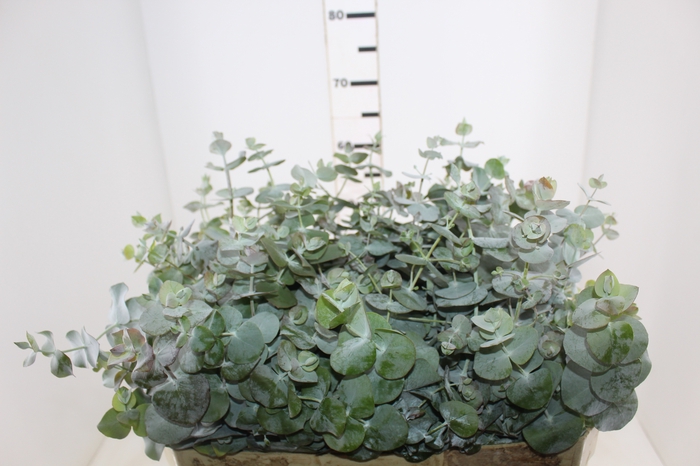 <h4>FOLHAGEM EUCAFLOR 070 CM</h4>