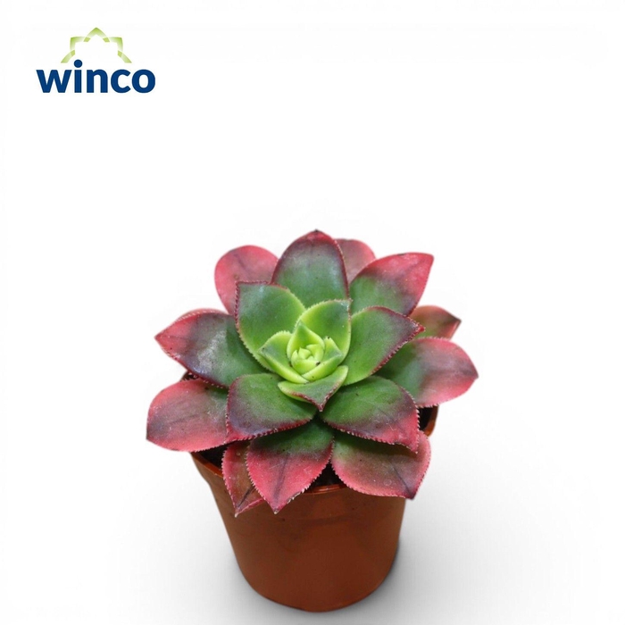 <h4>Aeonium Kiwi</h4>