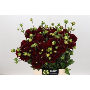 Dahlia Red Fox