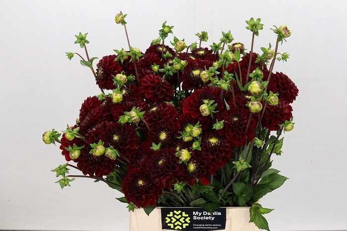 Dahlia Red Fox