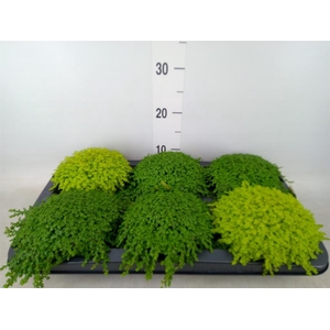 Soleirolia soleirolii   ...mix 2