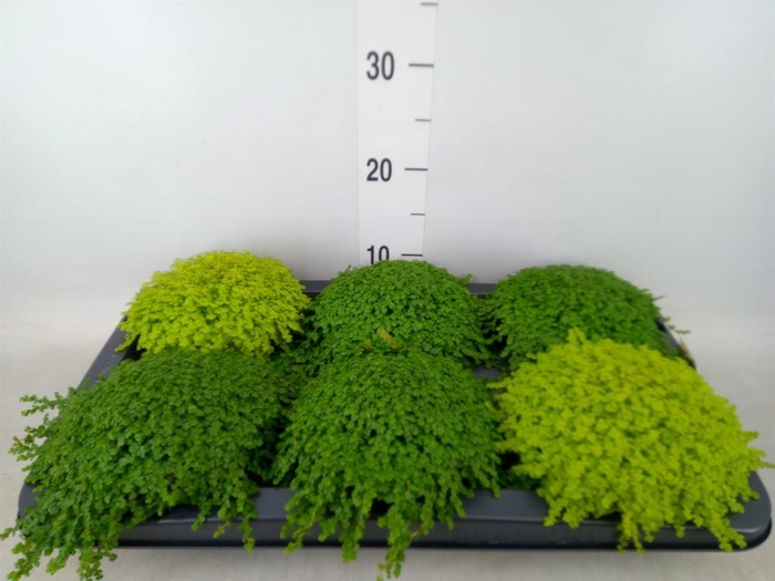 <h4>Soleirolia soleirolii   ...mix 2</h4>