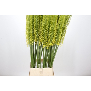 Eremurus Yellow Cleopatra