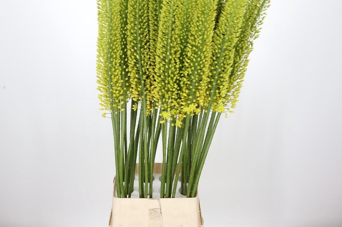<h4>Eremurus Yellow Cleopatra</h4>
