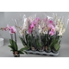 Phal Gem