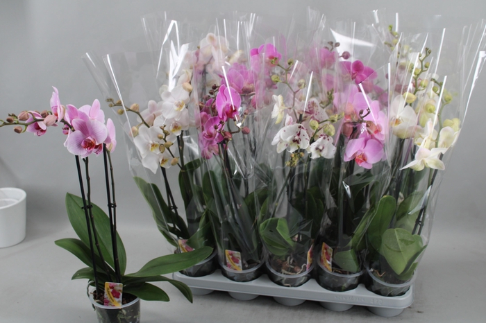 Phal Gem