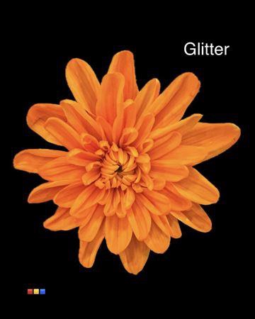 <h4>Chr T Euro Orange V Yellow + Glit Bio</h4>