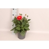 Dahlia 19 cm Red
