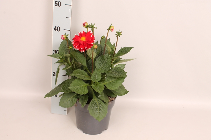 Dahlia 19 cm Red