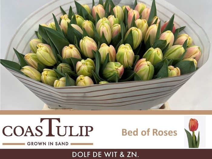 <h4>TU DU BED OF ROSES</h4>