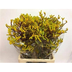 Anigozanthos Yellow Gem Zvi
